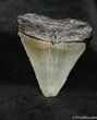 Inch Megalodon Tooth - North Carolina #1485-1